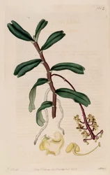 Ilustración de Robiquetia succisa (como sin. Sarcanthus succisus)